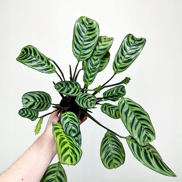 Ctenanthe burle-marxii Fishbone P9 #3
