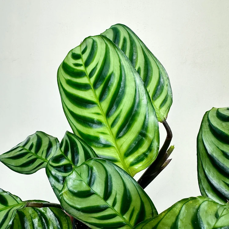 Ctenanthe burle-marxii Fishbone P9 #4