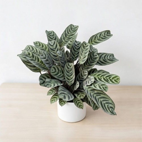 Ctenanthe burle-marxii Fishbone P14 #1