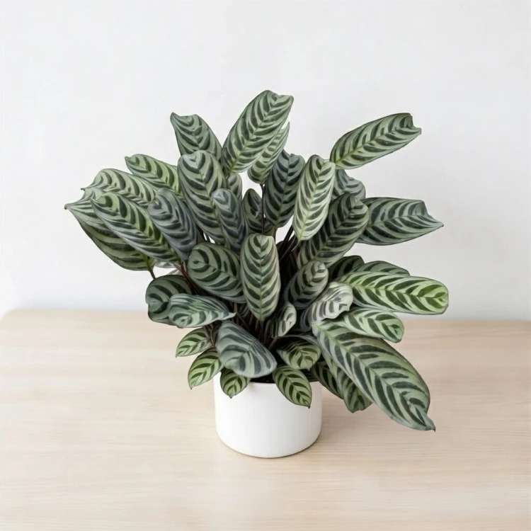 Ctenanthe burle-marxii Fishbone P14 #1