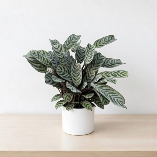 Ctenanthe burle-marxii Fishbone P14 #2