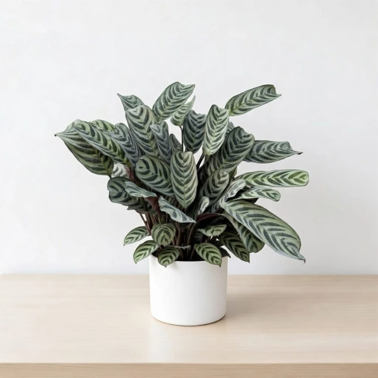 Ctenanthe burle-marxii Fishbone P14 #2