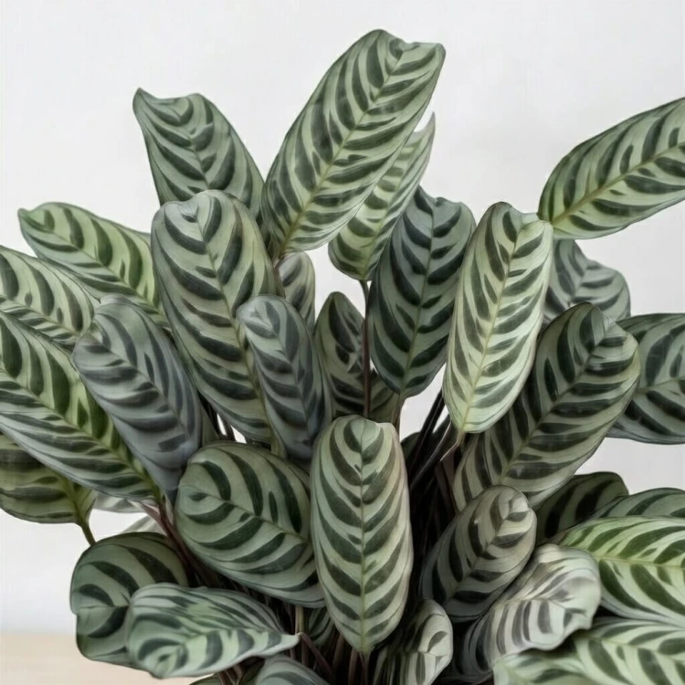 Ctenanthe burle-marxii Fishbone P14 #3