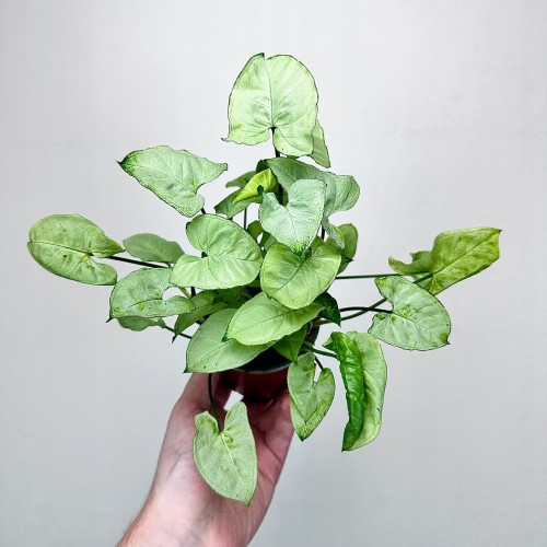 Syngonium Silver Pearl Zroślicha P9 #1