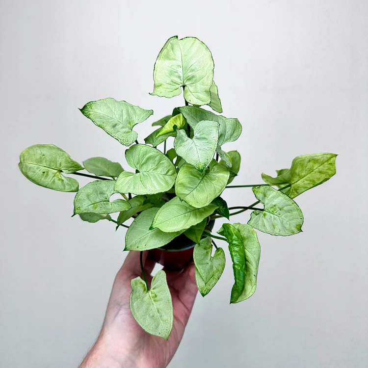 Syngonium Silver Pearl Zroślicha P9 #1