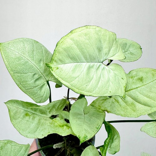 Syngonium Silver Pearl Zroślicha P9 #2
