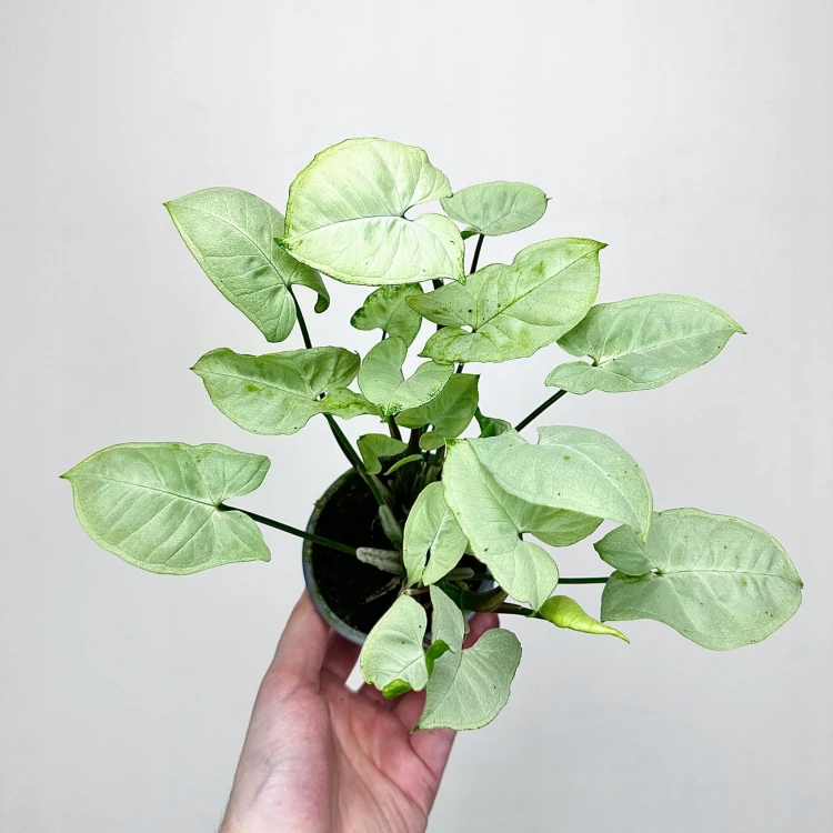 Syngonium Silver Pearl Zroślicha P9 #3