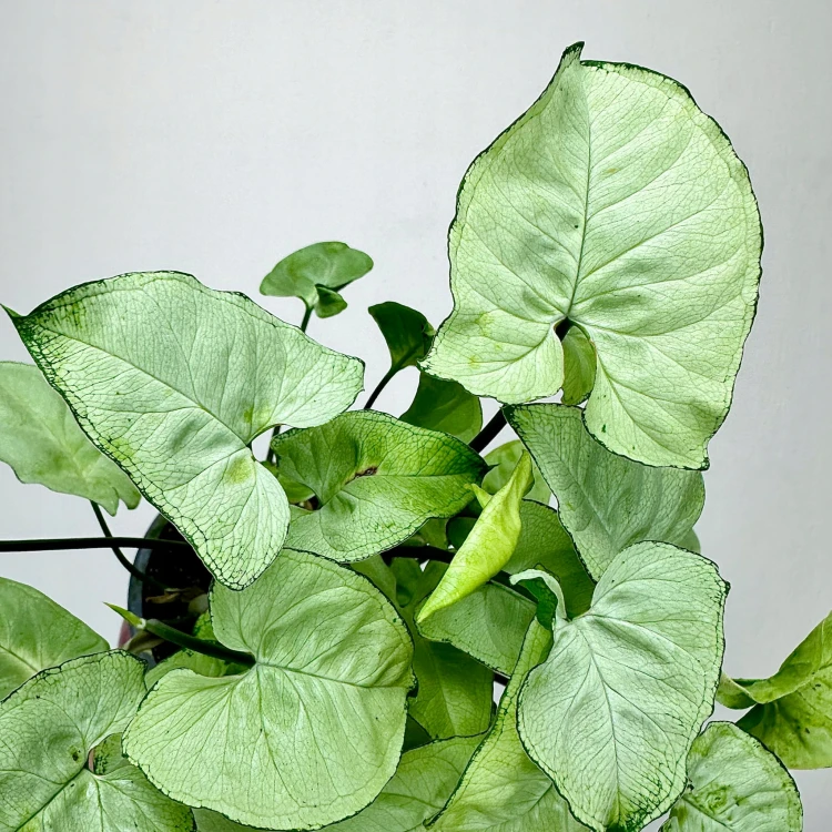 Syngonium Silver Pearl Zroślicha P9 #4