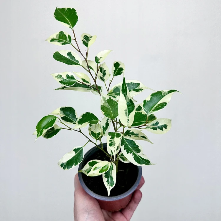 Ficus Benjamina Starlight Fikus P9 #1