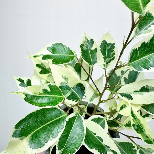 Ficus Benjamina Starlight Fikus P9 #2