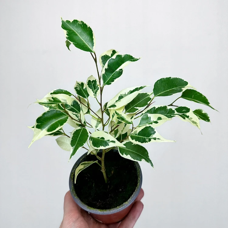 Ficus Benjamina Starlight Fikus P9 #3