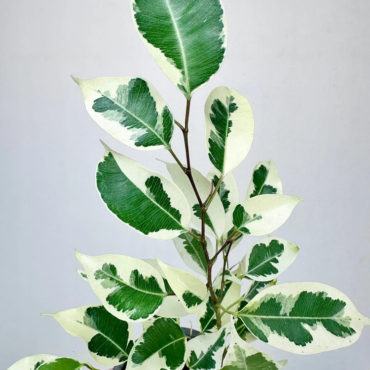 Ficus Benjamina Starlight Fikus P9 #4