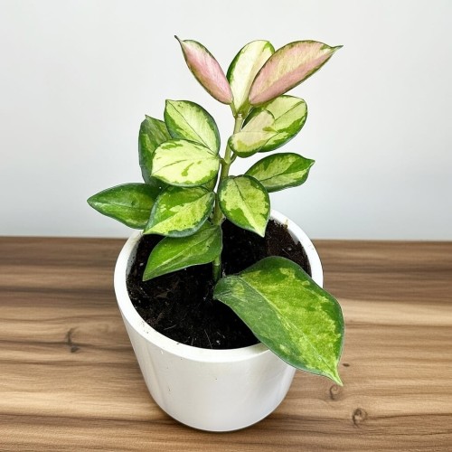 Hoya Australis Lisa Hoja P9 #1