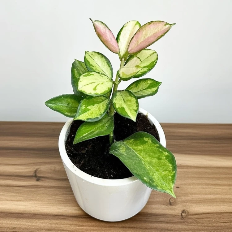 Hoya Australis Lisa Hoja P9 #1