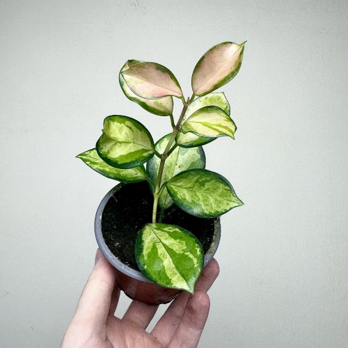 Hoya Australis Lisa Hoja P9 #2