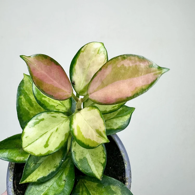 Hoya Australis Lisa Hoja P9 #3