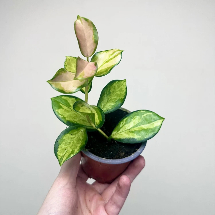 Hoya Australis Lisa Hoja P9 #4
