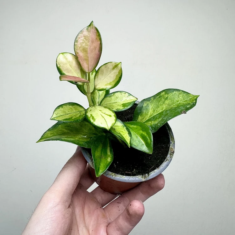 Hoya Australis Lisa Hoja P9 #6