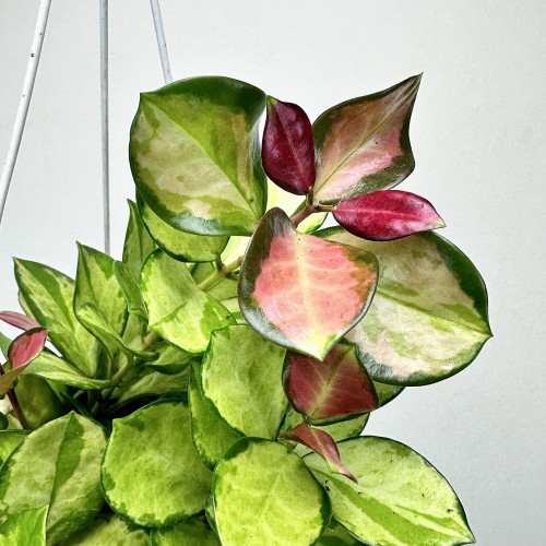 Hoya Australis Lisa Hoja P19 wisząca #2
