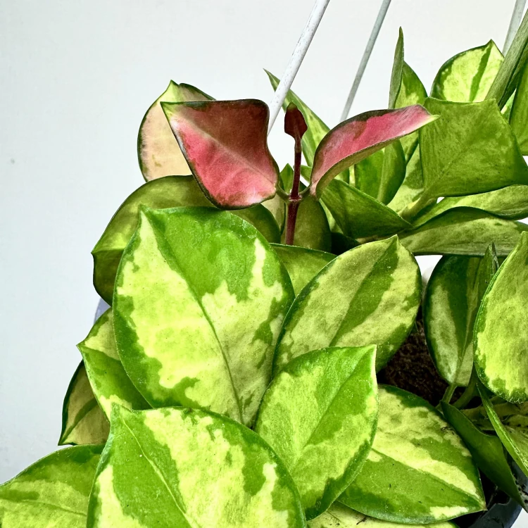 Hoya Australis Lisa Hoja P19 wisząca #3