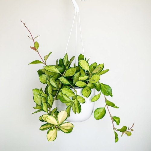 Hoya Australis Lisa Hoja P15 wisząca #1