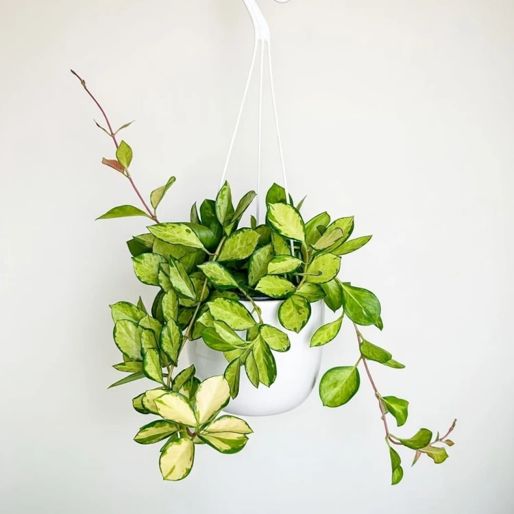 Hoya Australis Lisa Hoja P15 wisząca #1