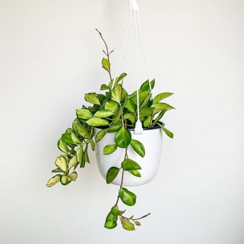 Hoya Australis Lisa Hoja P15 wisząca #2