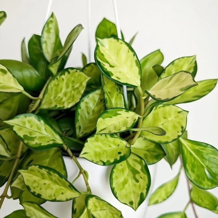 Hoya Australis Lisa Hoja P15 wisząca #3