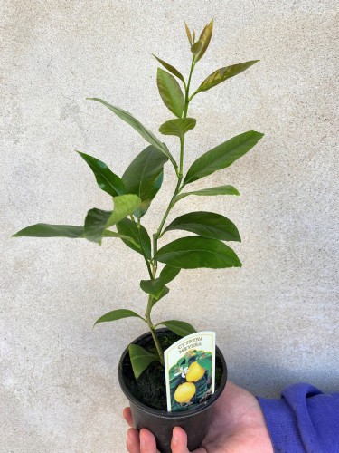 Cytryna Meyera Citrus limon Meyer #1