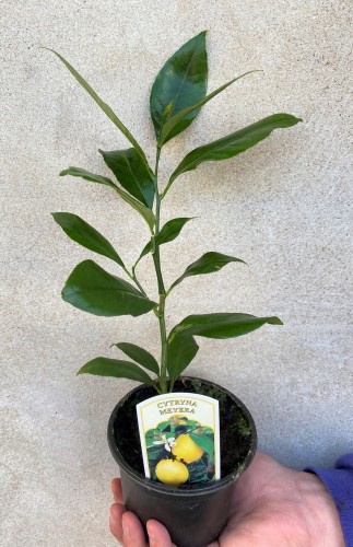 Cytryna Meyera Citrus limon Meyer #2