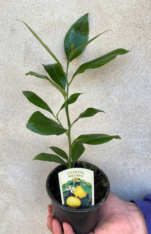 Cytryna Meyera Citrus limon Meyer #2