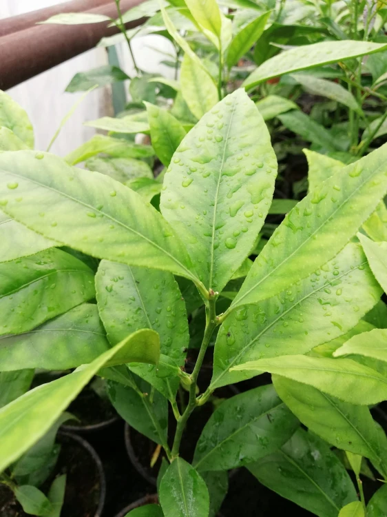 Cytryna Meyera Citrus limon Meyer #3