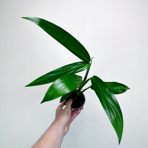 Epipremnum Amplissimum P9 #1