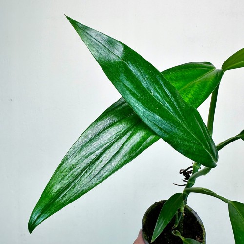 Epipremnum Amplissimum P9 #2