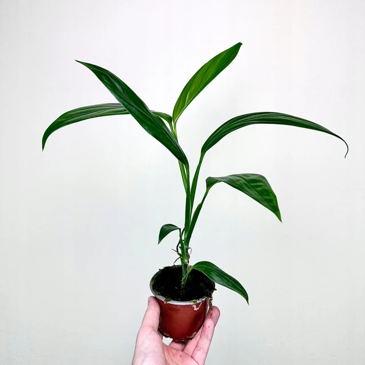 Epipremnum Amplissimum P9 #3