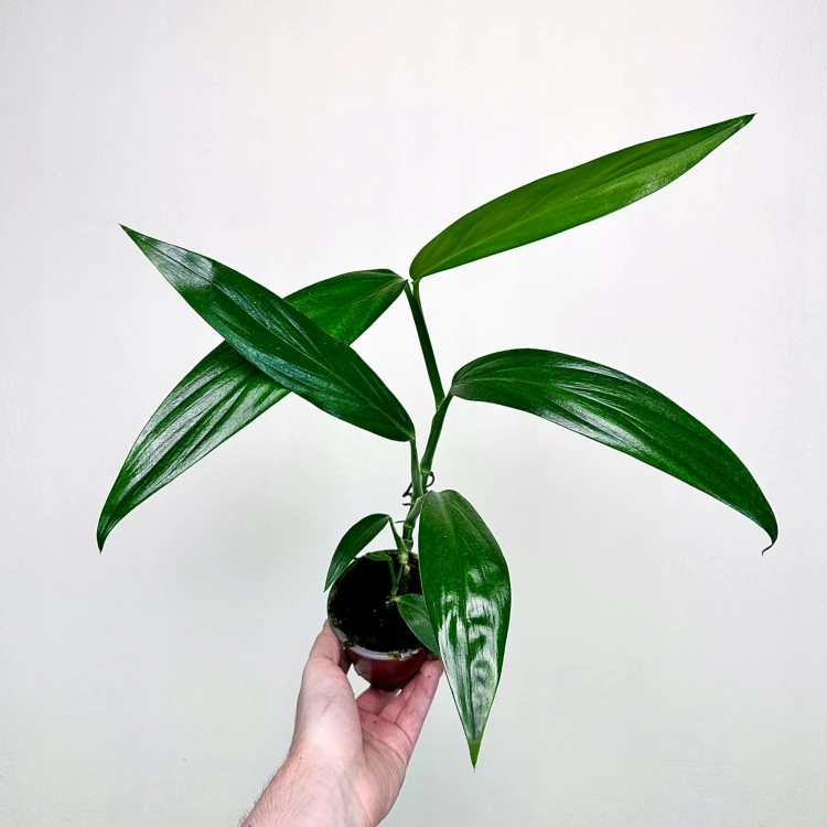 Epipremnum Amplissimum P9 #4