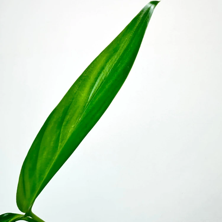 Epipremnum Amplissimum P9 #5