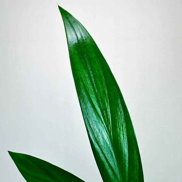 Epipremnum Amplissimum P9 #6