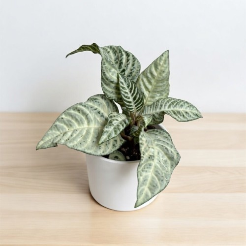 Aphelandra squarrosa White Wash Afelandra P9 #1