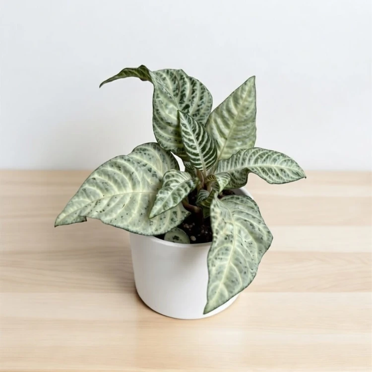 Aphelandra squarrosa White Wash Afelandra P9 #1