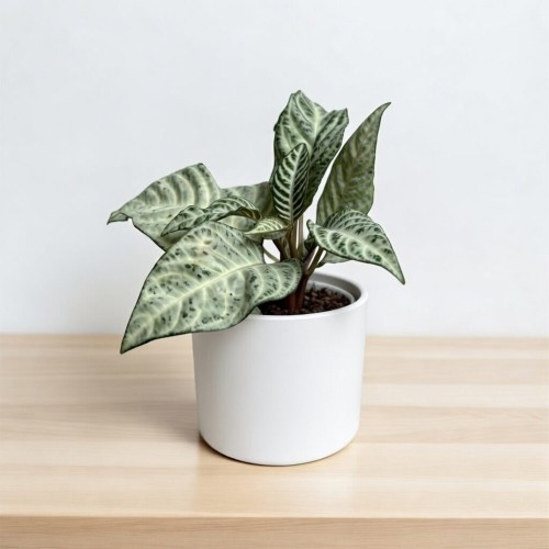 Aphelandra squarrosa White Wash Afelandra P9 #2