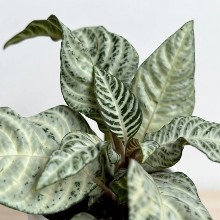Aphelandra squarrosa White Wash Afelandra P9 #3