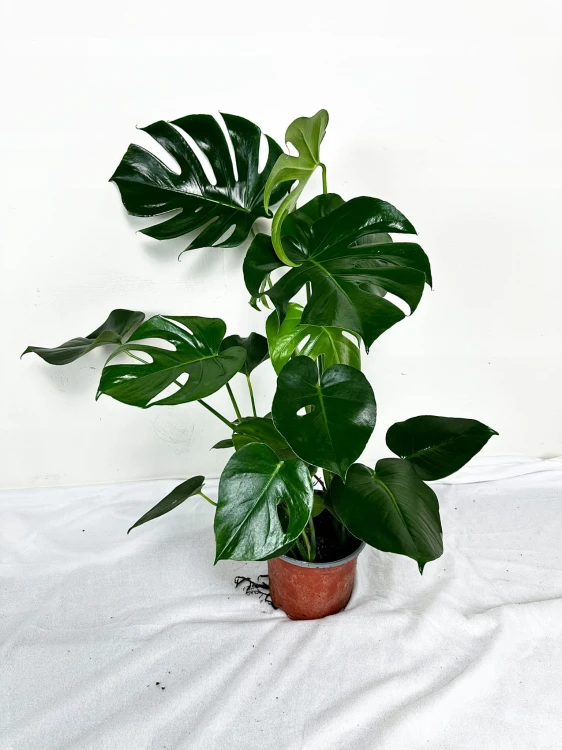 Monstera Deliciosa Dziurawa P19 #1