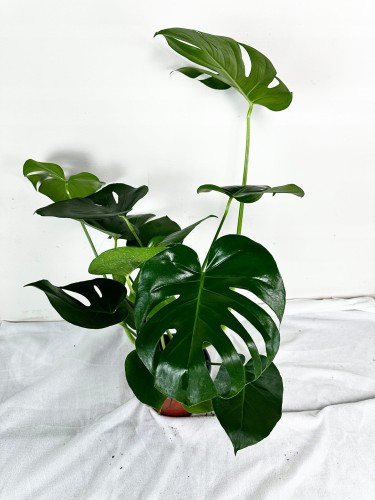 Monstera Deliciosa Dziurawa P19 #2