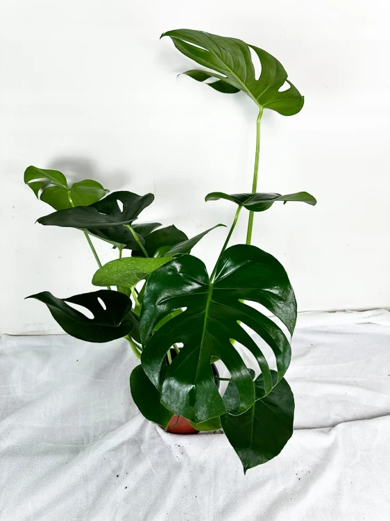 Monstera Deliciosa Dziurawa P19 #2