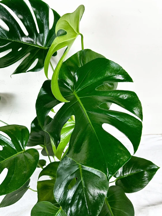 Monstera Deliciosa Dziurawa P19 #3
