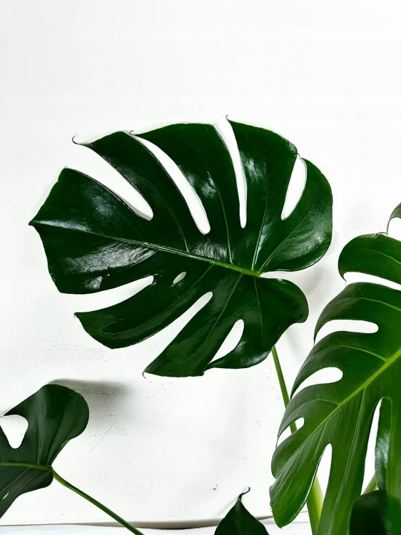 Monstera Deliciosa Dziurawa P19 #4