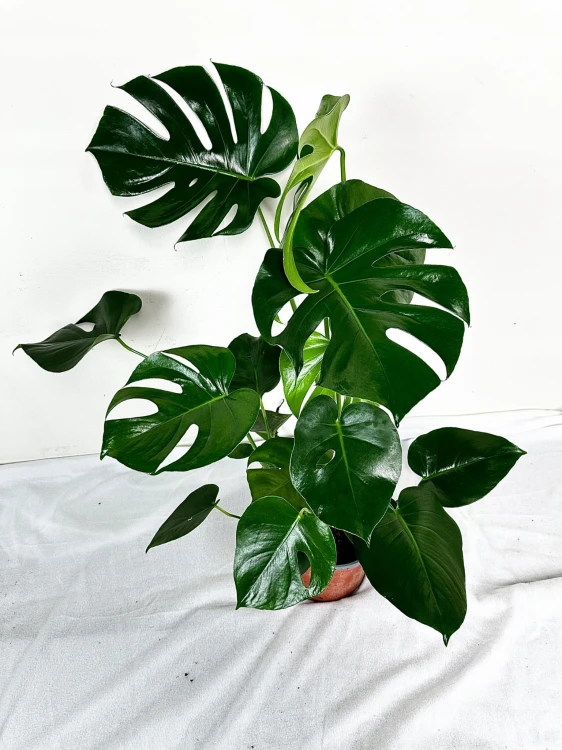 Monstera Deliciosa Dziurawa P19 #5