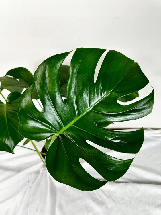 Monstera Deliciosa Dziurawa P19 #6
