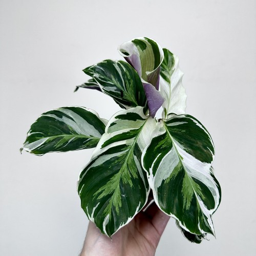 Calathea White Fusion Kalatea P9 #1